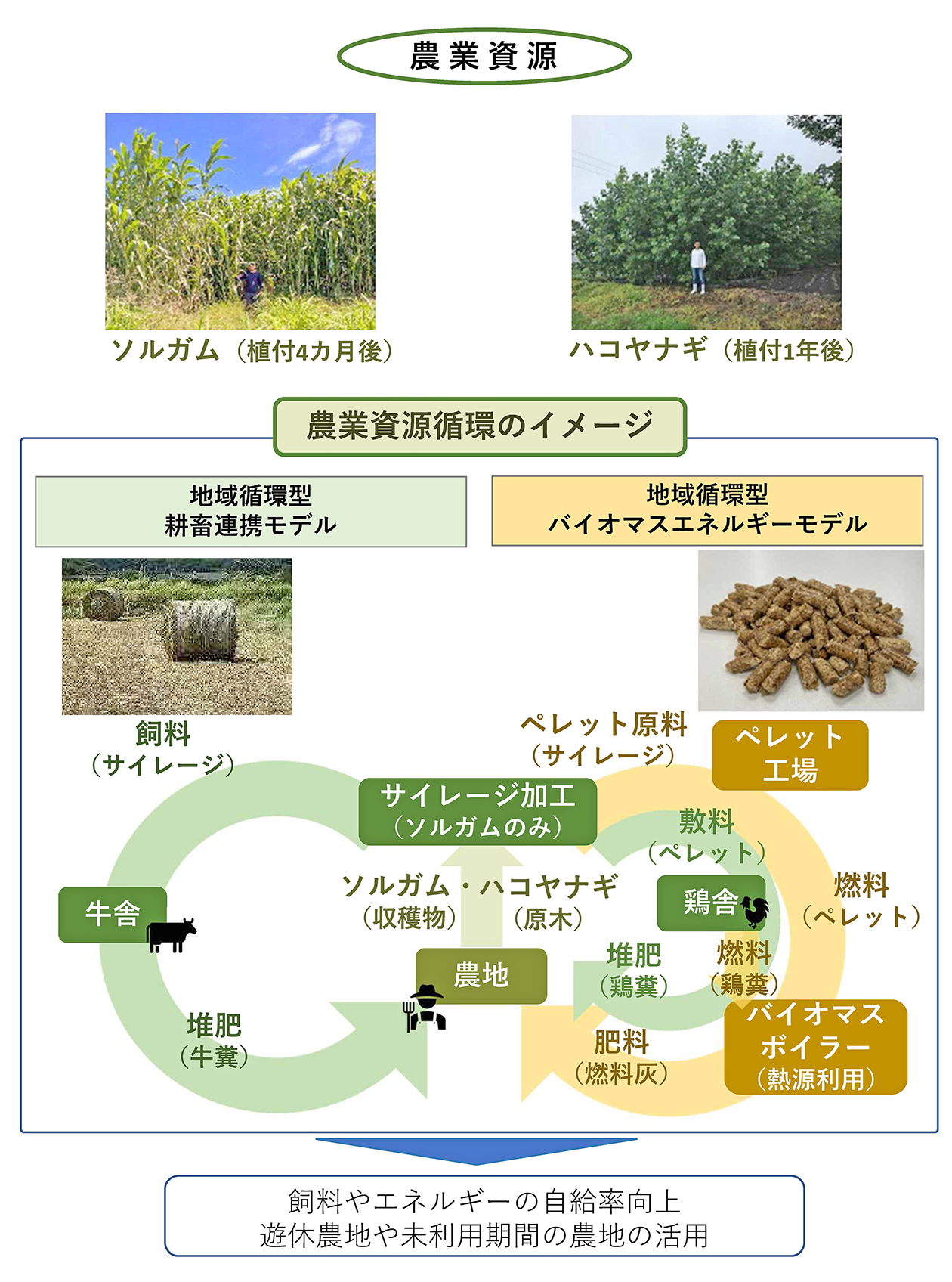 エネルギーと農業の地域資源循環目指し事業展開へ【宮崎県/双日】早生樹・ソルガムなどを燃料・飼料として活用